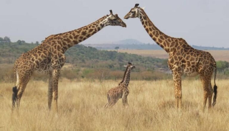 Are Giraffes Friendly? (Answered & Explained)
