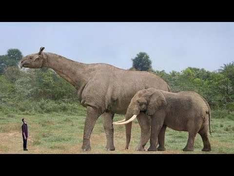 Top 10 Largest Land Animals