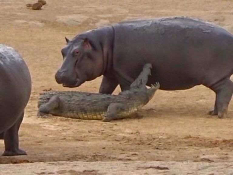 Are Hippos Dangerous? Do Hippos Eat Humans?