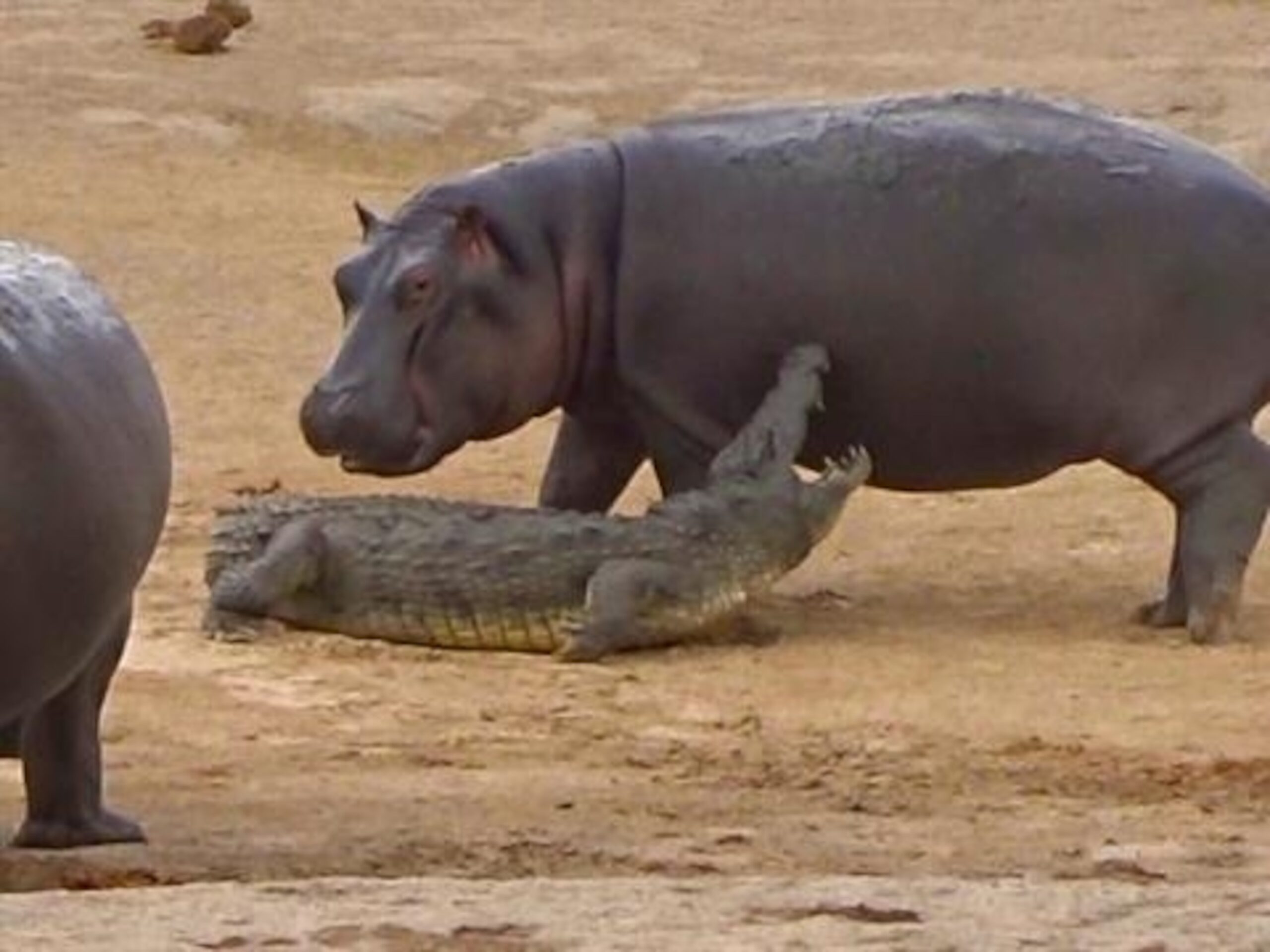 are-hippos-dangerous-do-hippos-eat-humans-pro-animal-guide