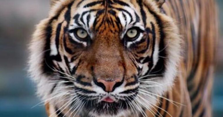 Are Tigers Dangerous? Do Tigers Eat Humans?