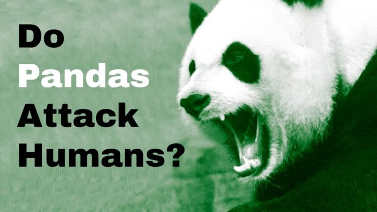 Are Pandas Dangerous? Do Pandas Attack Humans? [Explained]