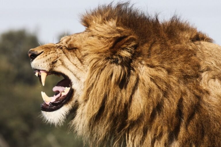 Are Lions Dangerous? Do Lions Eat Humans?