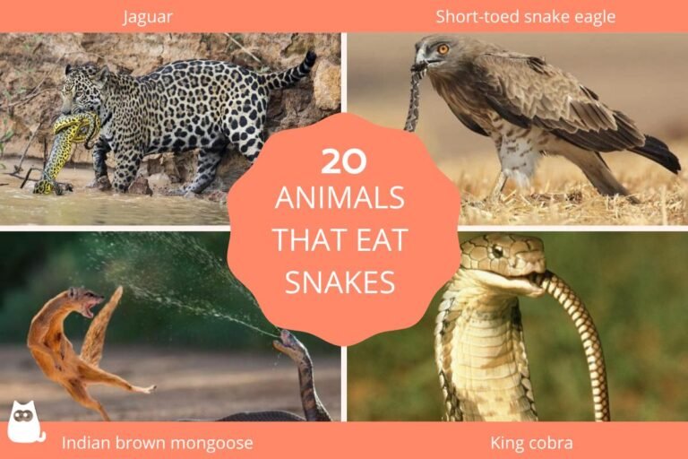 Animals That Eat Other Animals (20+ Examples & Pictures)