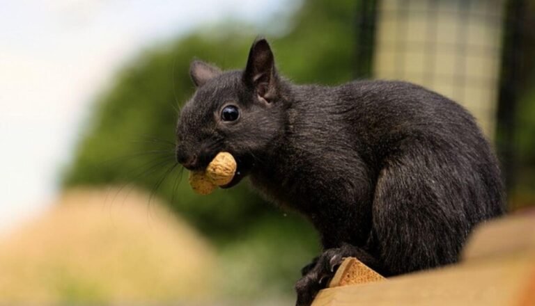 Animals That Eat Nuts (8 Examples With Pictures)