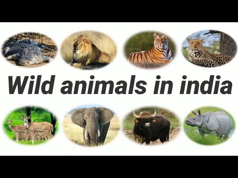 Where to See the Big 5 of India