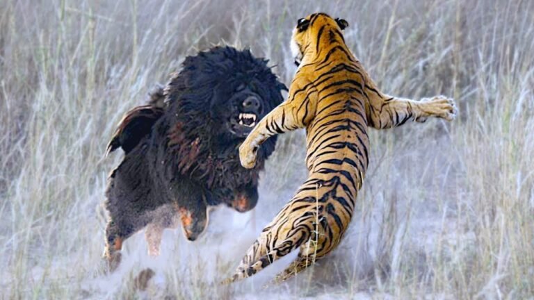 10 Animals That Can Kill a Tiger in a Fight