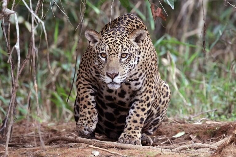 Are Jaguars Dangerous? Do Jaguars Attack Humans?