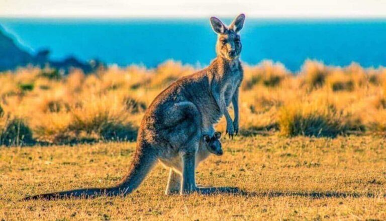 Can You Ride a Kangaroo? (Probably Not! Here’S Why)