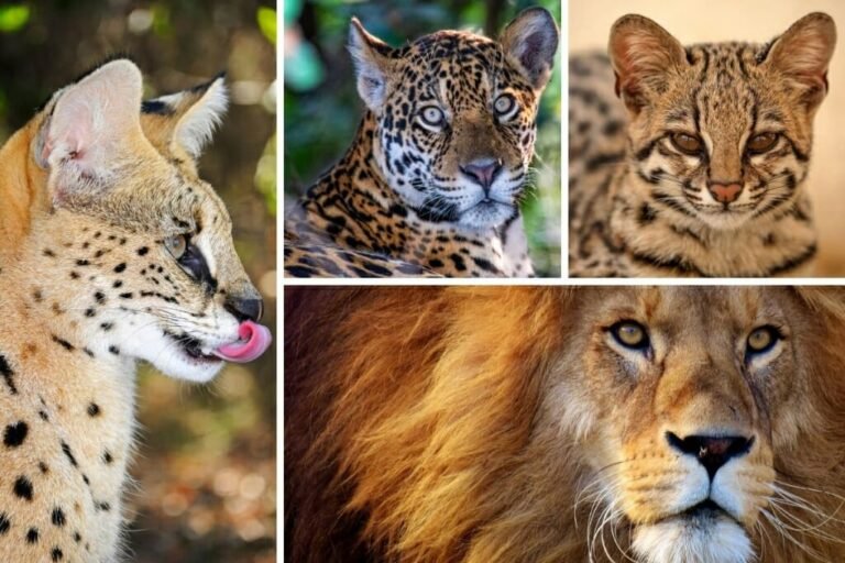 Different Kinds of Wild Cats