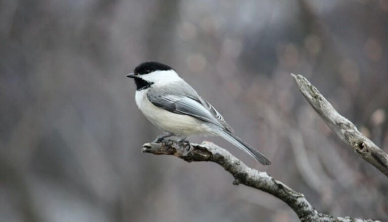 10 Black And White Birds in Michigan (Picture & Facts)