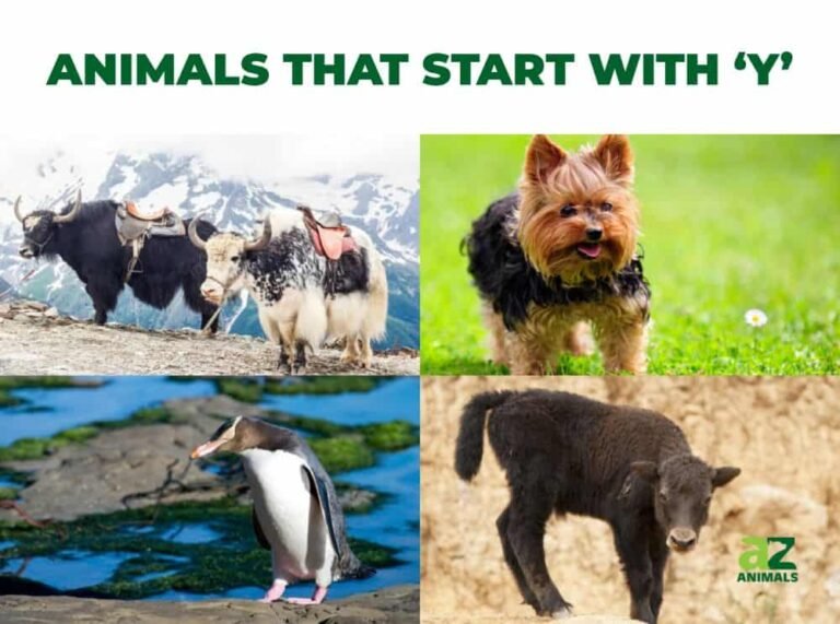 Animals That Start With Y