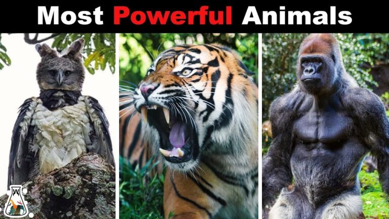 Top 10 Strongest Animals in the World