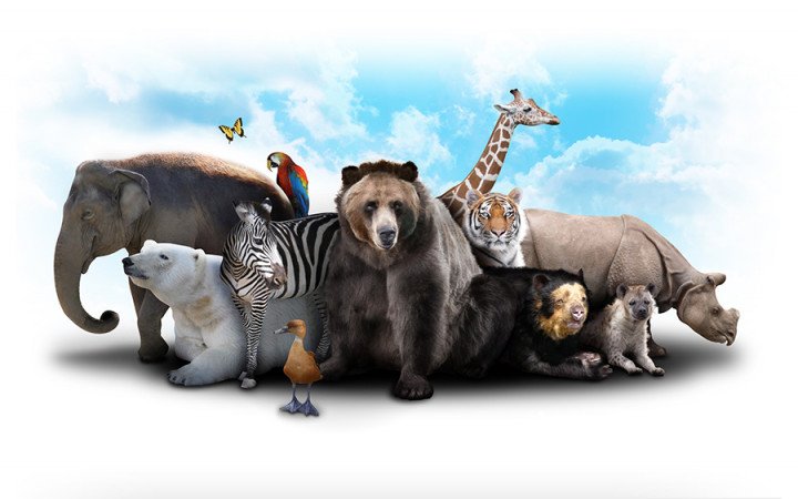 How Many Animals Are In The World