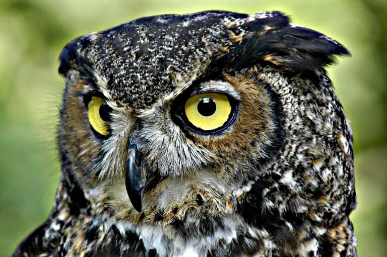 The Top 5 Strongest Owl Species In The World