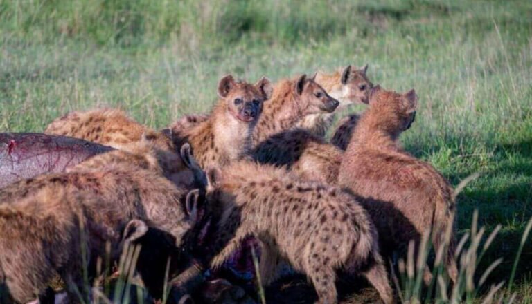 Are Hyenas Dangerous? Do Hyenas Attack Humans? (Yes!)