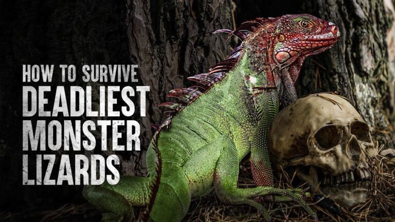 Top 5 Deadliest And Most Dangerous Lizards In The World