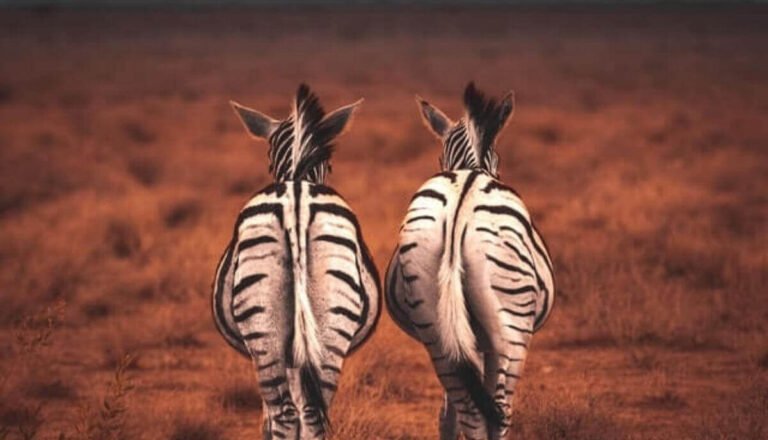 List of Animals With Stripes (16 Examples With Pictures)