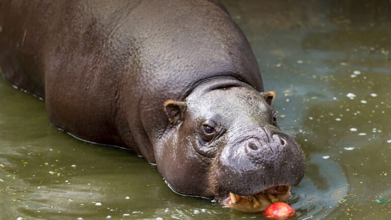 What Eats a Hippo? 5 Hippo Predators