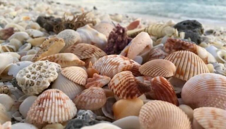 11 Sea Animals With Shells (+ Fun Facts)