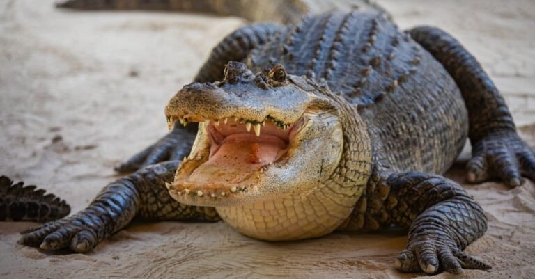 Are Alligators Dangerous? Do Alligators Eat Humans?