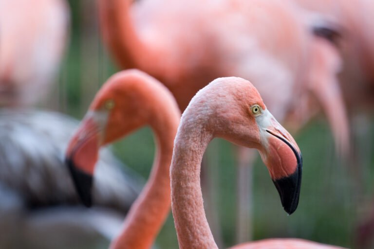 White Flamingos: All You Need to Know (Pictures & Facts)