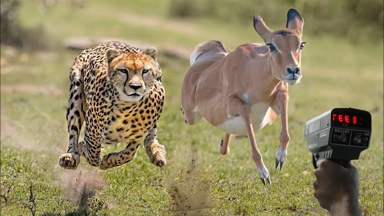 The Top 10 Fastest Animals In The World Pro Animal Guide