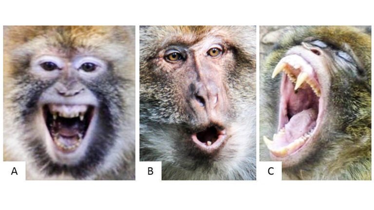 Are Baboons Dangerous? (Its Not What You Think!)