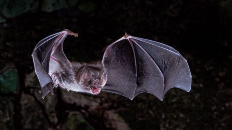 Are Bats Marsupials? [No! Here’S Why]