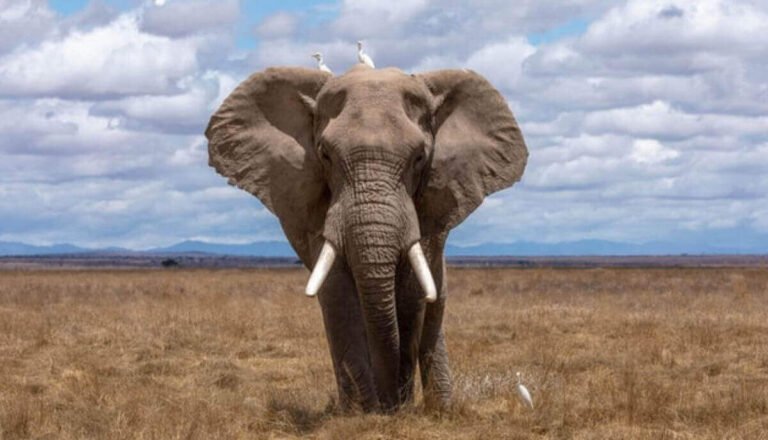 How Strong Are Elephants? Elephant Strength Explained