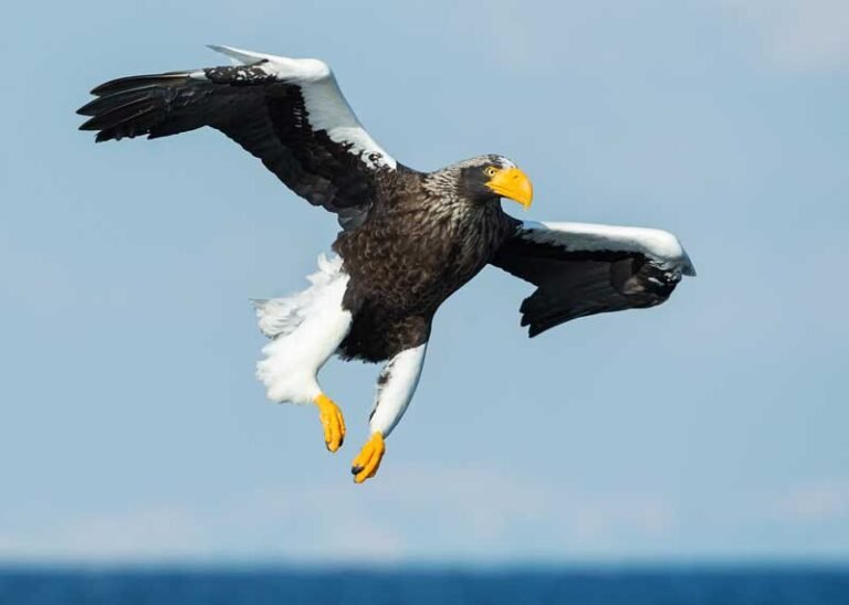 9 Strongest Eagles in the World (With Pictures)