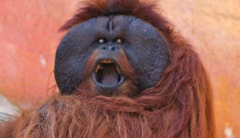 Are Orangutans Dangerous? (Explained)