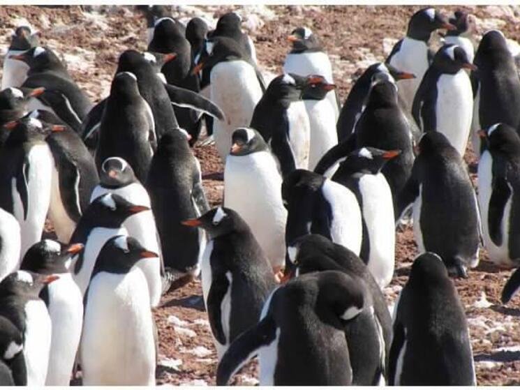 Where to See Penguins