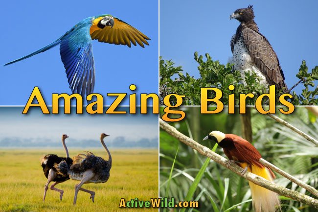 Interesting Birds Around the World