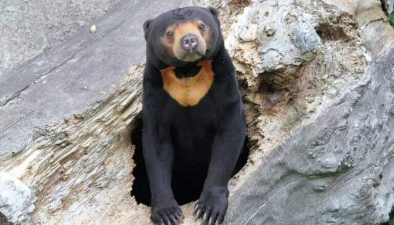 Are Sun Bears Dangerous? Do Sun Bears Attack Humans?