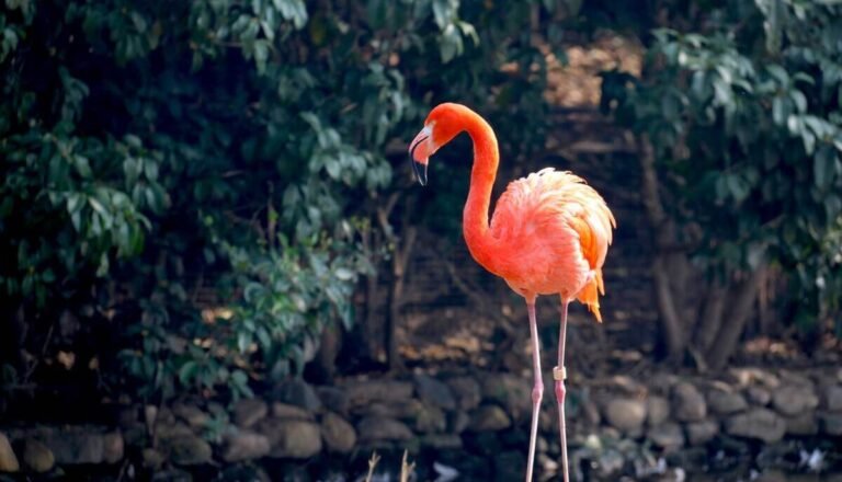 Can You Own a Pet Flamingo? Is It Legal?
