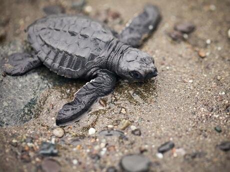 5 Smallest Turtle Species in the World (Pictures & Facts)