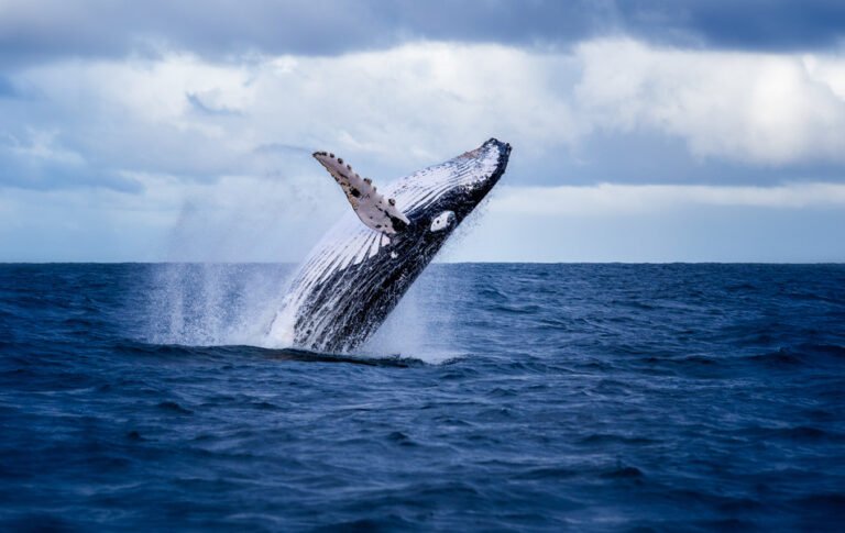 The Best Places to See Blue Whales