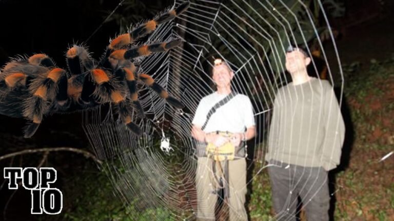 Top 10 Biggest Spiders in the World