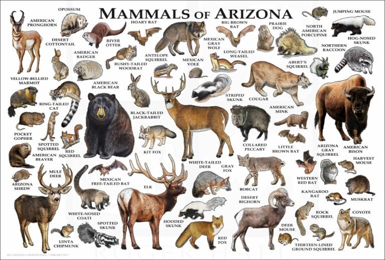 Animals of Arizona