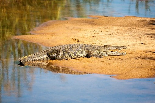 Where to See Crocodiles in the Wild