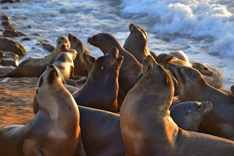 Swim With Seals And Sea Lions: Top 5 Destinations