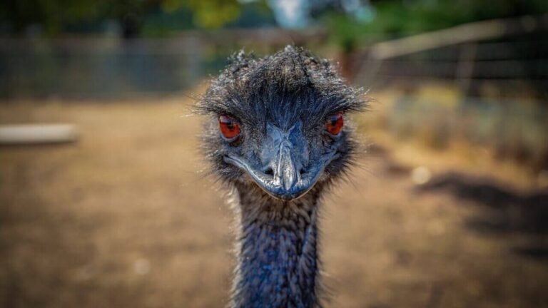 Can You Ride an Emu? [Probably Not! Here’S Why]