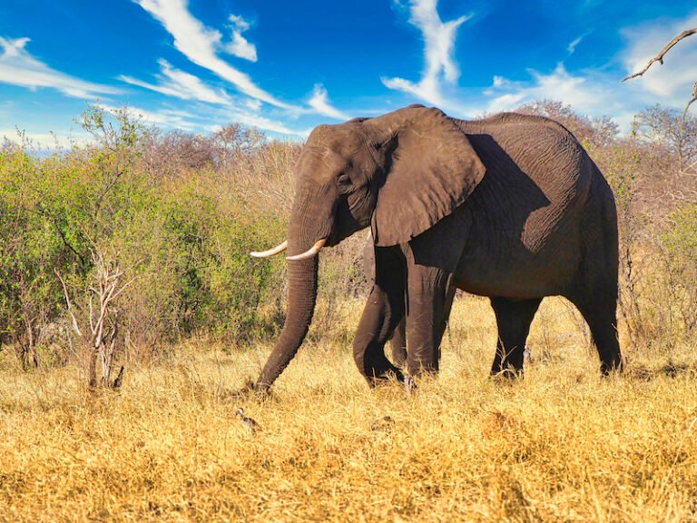 See Elephants in the Wild
