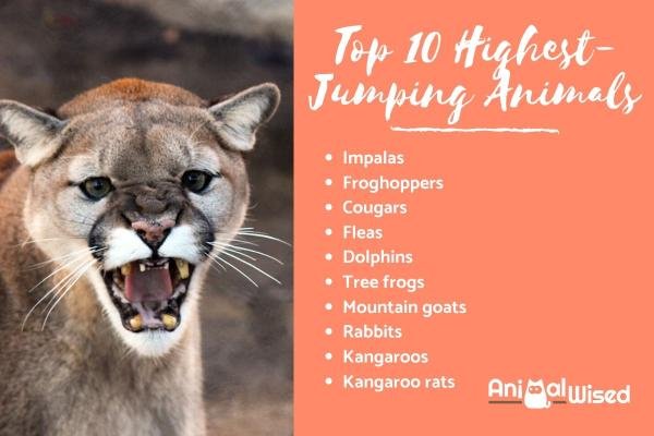Top 10 Highest Jumping Animals