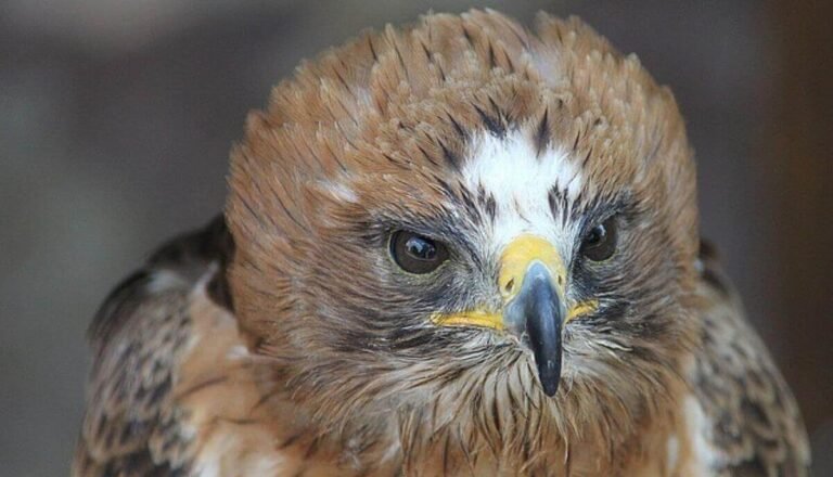 Top 5 Smallest Eagle Species in the World