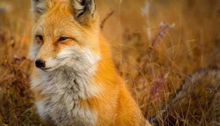 Do Foxes Purr? What Sounds Do Foxes Make?