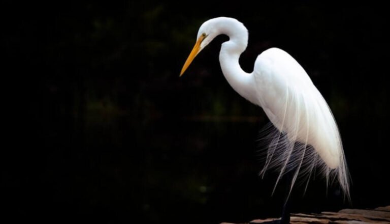 11 Beautiful White Birds in Texas (Pictures & Facts)