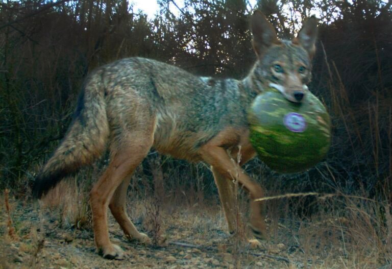 Do Coyotes Eat Birds?