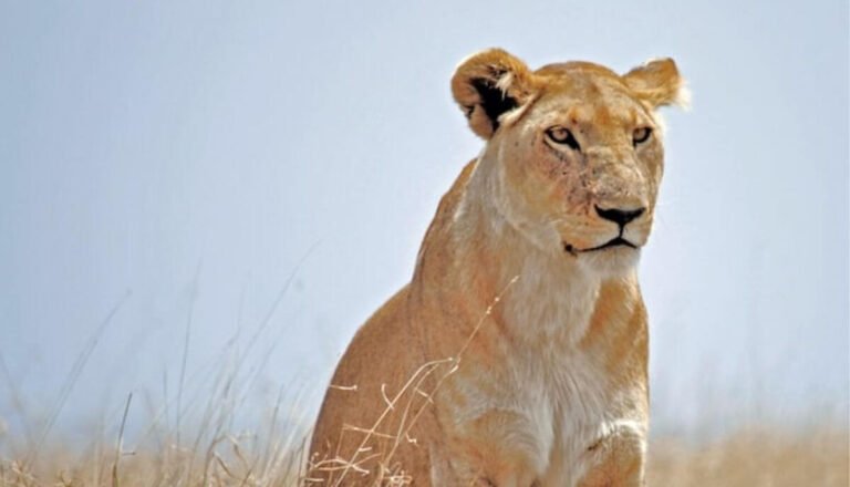 Female Lion: All You Need To Know (Facts & Pictures)